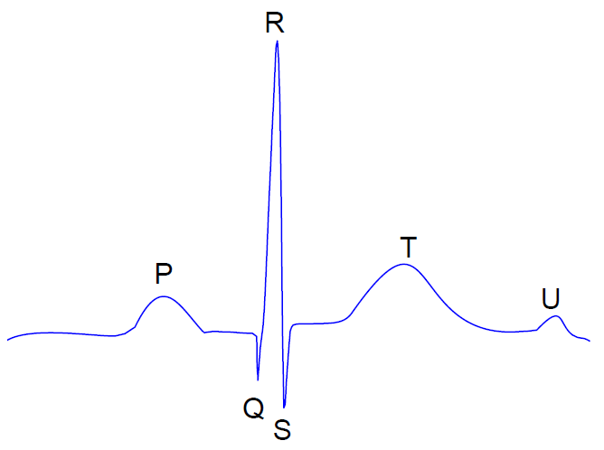 sinus